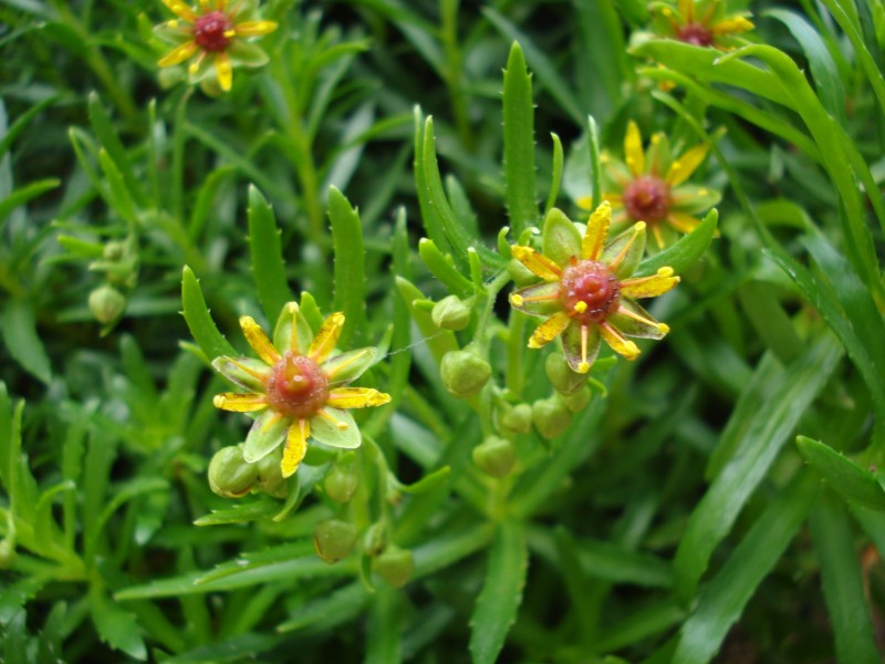 a 1000 m circa nei pressi di cascatelle - Saxifraga azoides