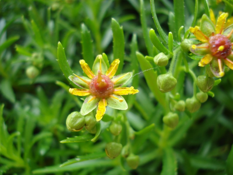 a 1000 m circa nei pressi di cascatelle - Saxifraga azoides