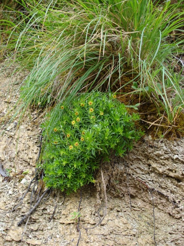 a 1000 m circa nei pressi di cascatelle - Saxifraga azoides