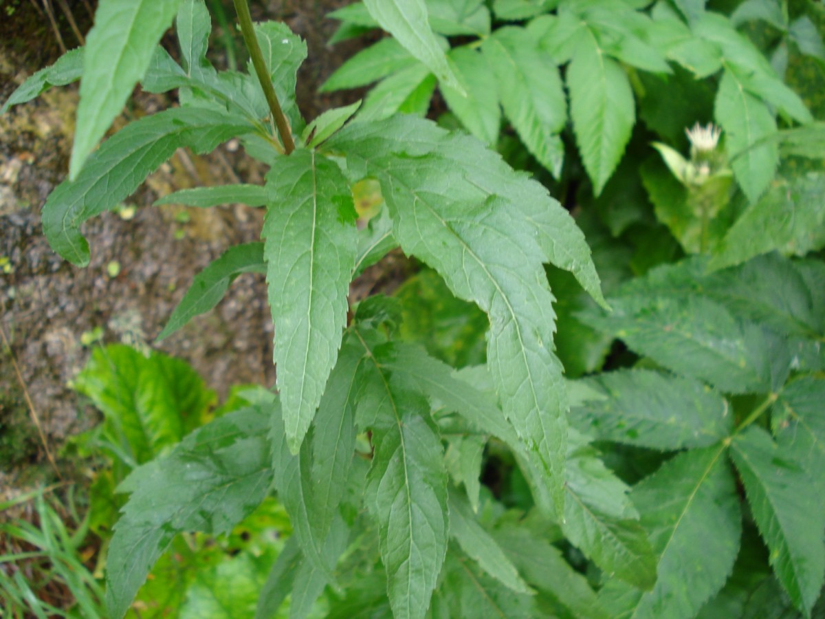 Una pianta comunissima ... Eupatorium cannabinum