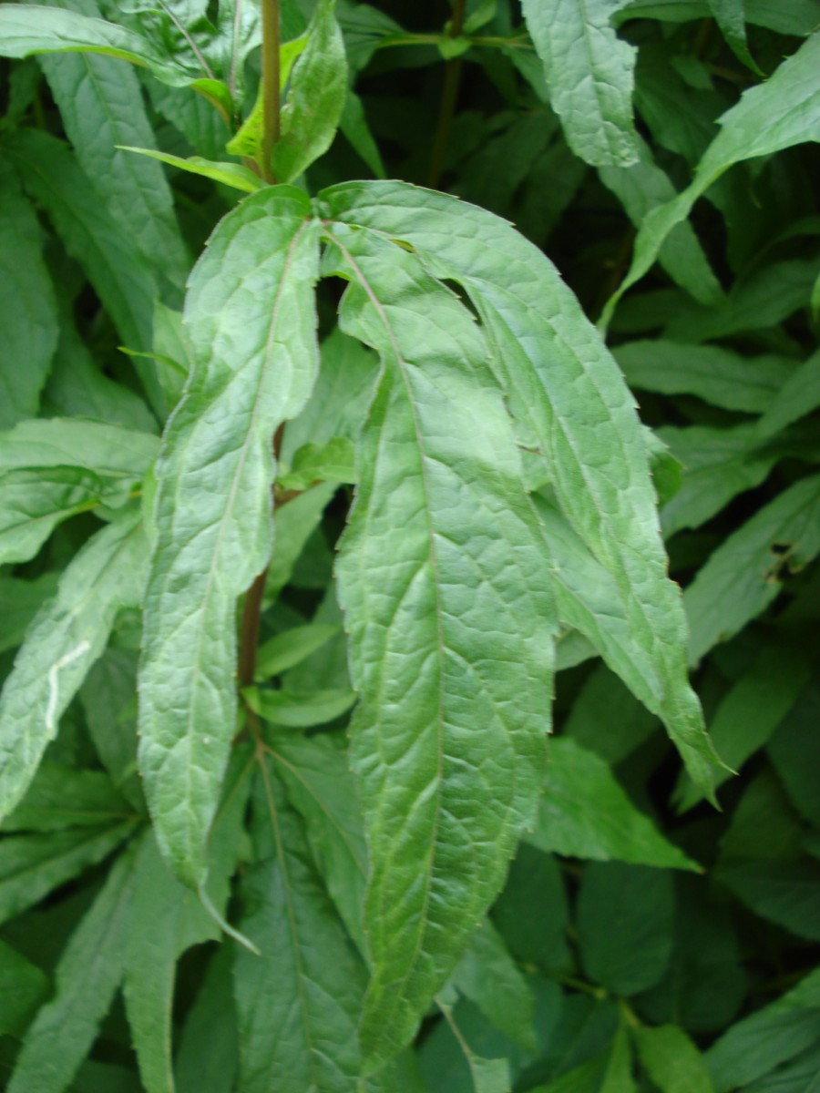 Una pianta comunissima ... Eupatorium cannabinum