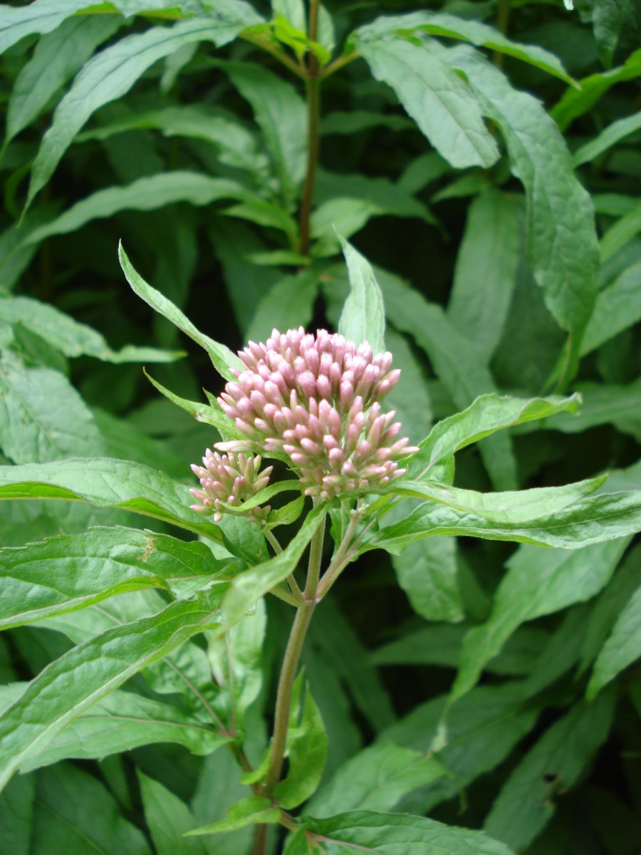 Una pianta comunissima ... Eupatorium cannabinum