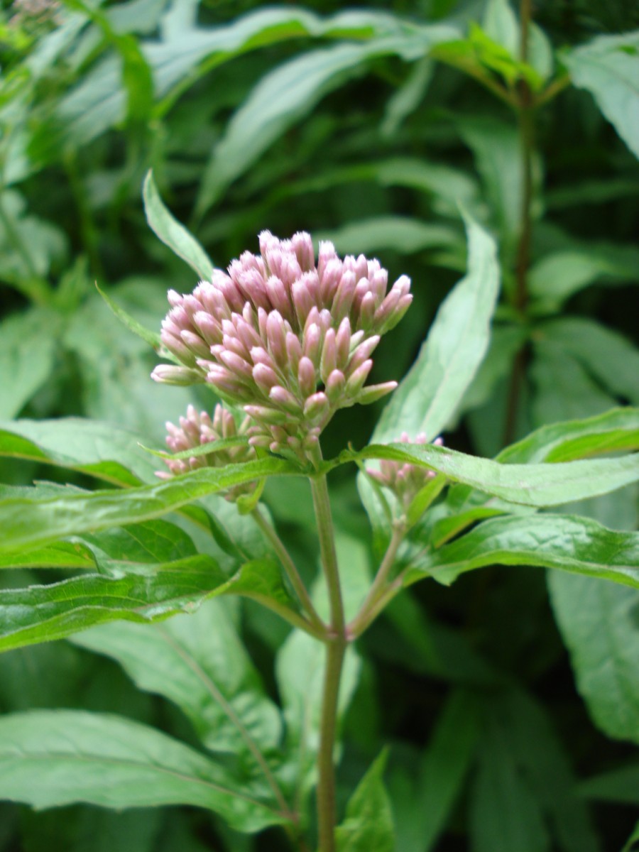 Una pianta comunissima ... Eupatorium cannabinum