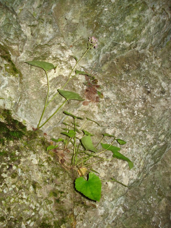 Adenostyles alpina