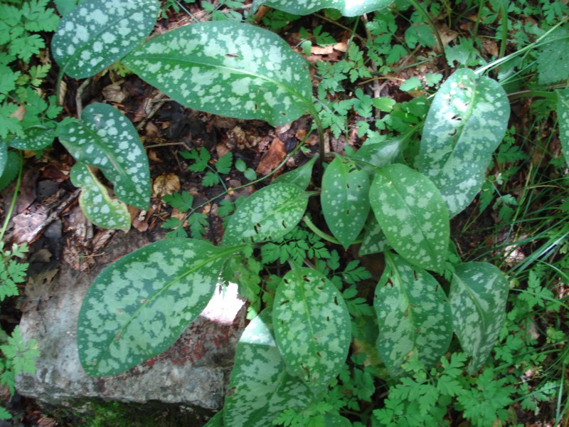 sottobosco faggeta 1200m - Pulmonaria sp.