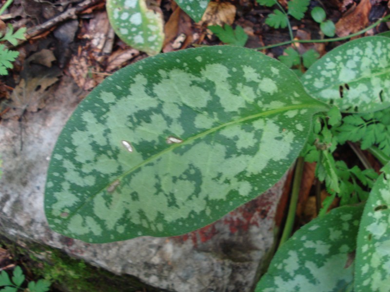 sottobosco faggeta 1200m - Pulmonaria sp.