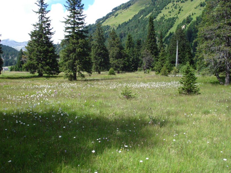 Torbiera di Pian Segno - Valle di Blenio -Svizzera