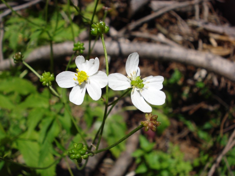 Ranunculus aconitifolius/Ranuncolo a foglie d''aconito