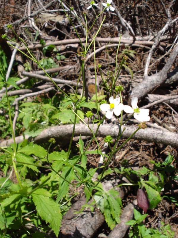 Ranunculus aconitifolius/Ranuncolo a foglie d''aconito