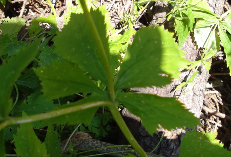 Ranunculus aconitifolius/Ranuncolo a foglie d''aconito