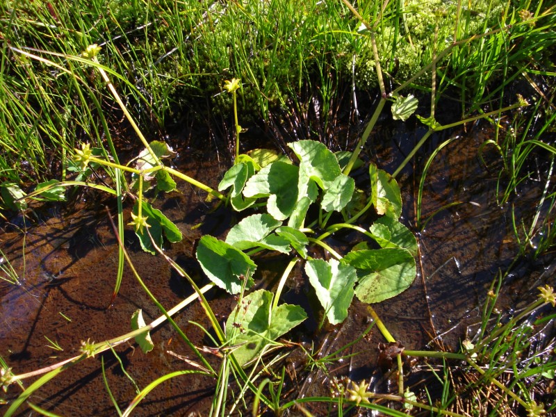 Caltha palustris / Calta palustre