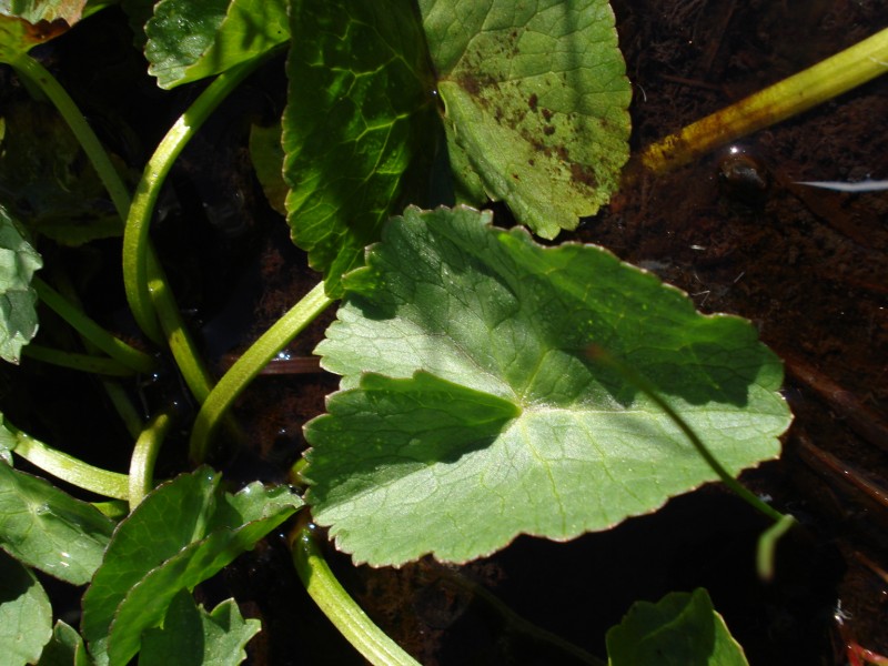 Caltha palustris / Calta palustre