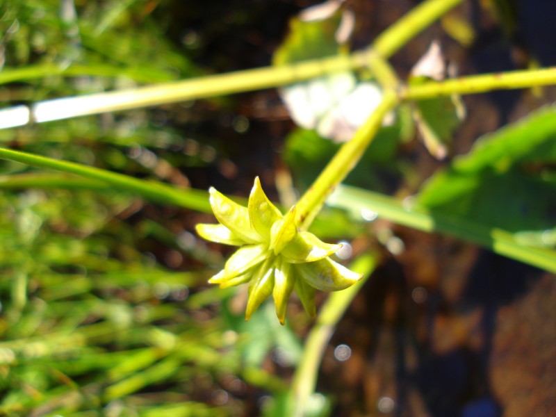 Caltha palustris / Calta palustre