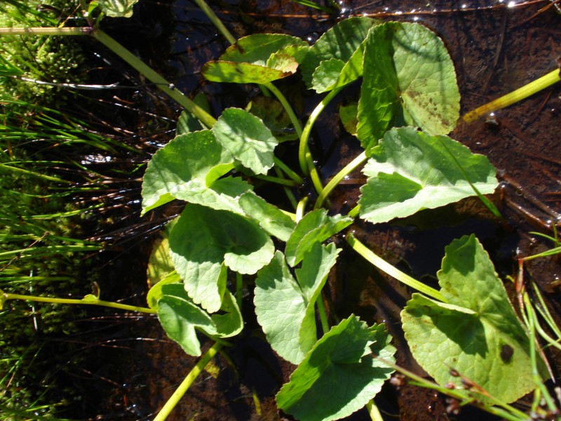 Caltha palustris / Calta palustre