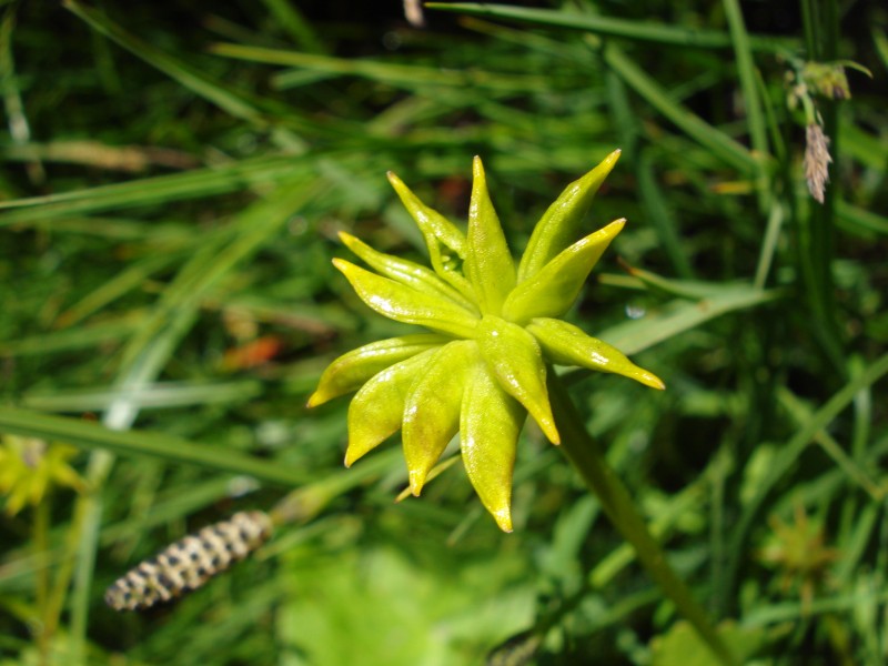 Caltha palustris / Calta palustre