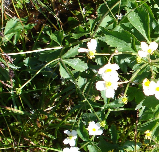 Ranunculus aconitifolius / Ranuncolo a foglie di aconito