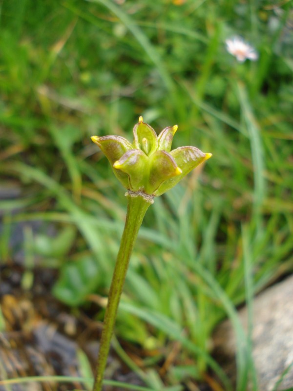 Caltha palustris / Calta palustre