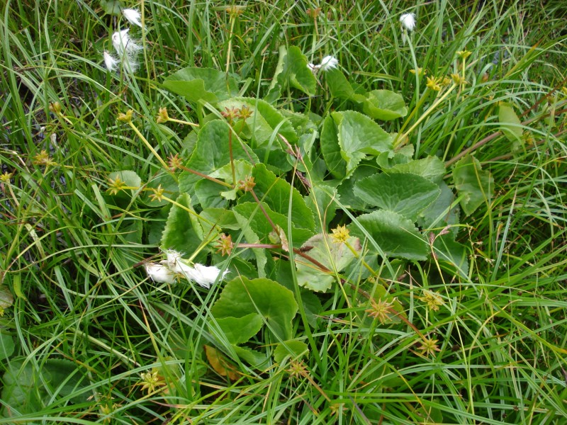 Caltha palustris / Calta palustre