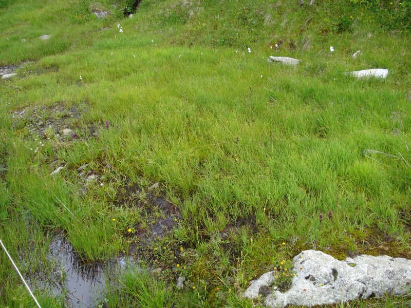 Caltha palustris / Calta palustre