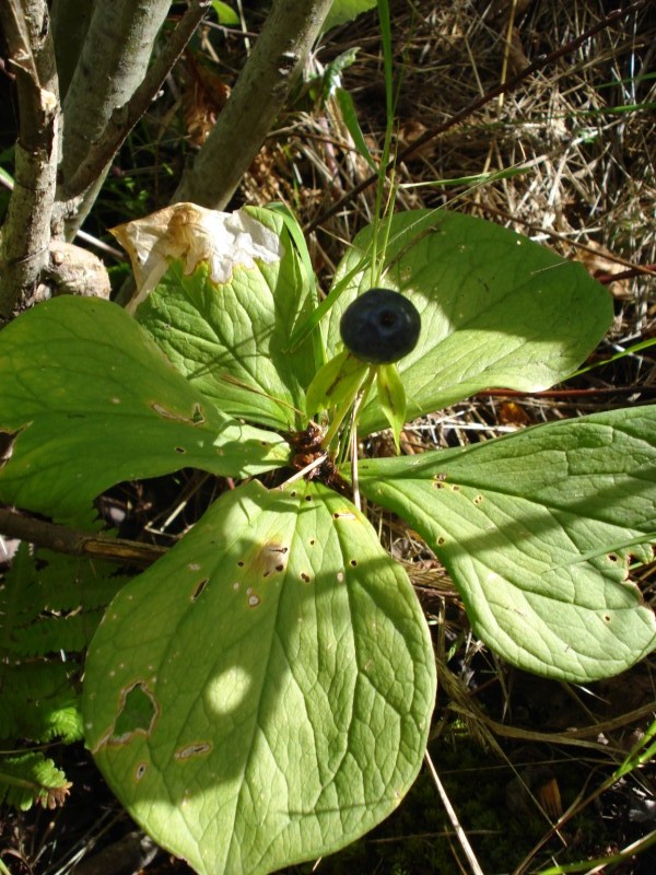 lungo la riva del  fiume Reno(CH) - Paris quadrifolia