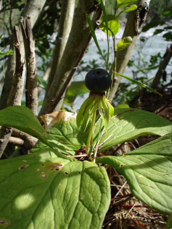 lungo la riva del  fiume Reno(CH) - Paris quadrifolia