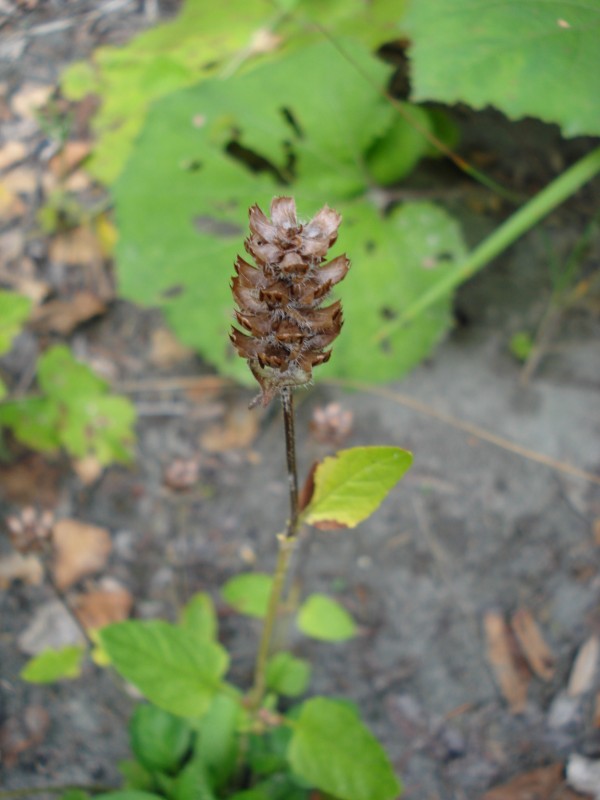 Prunella vulgaris