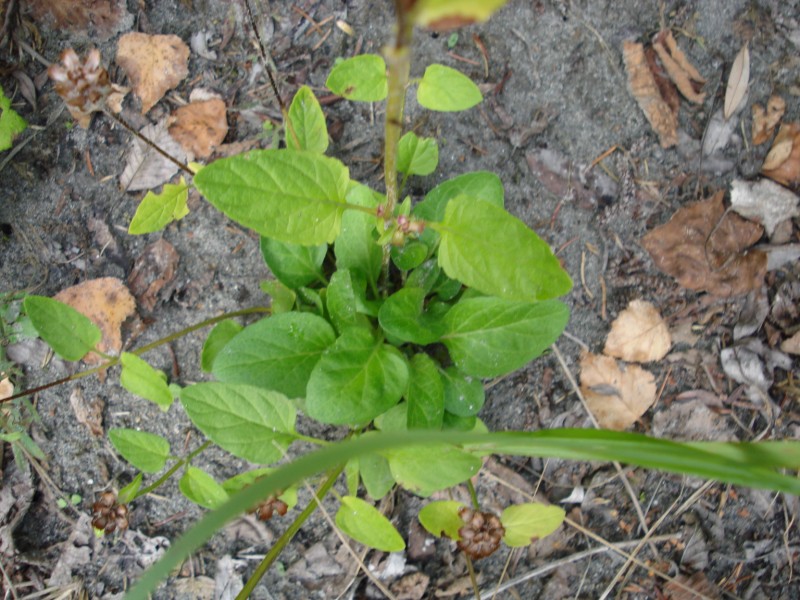 Prunella vulgaris