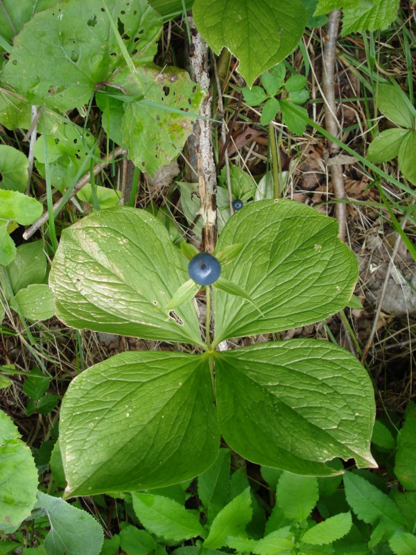 lungo la riva del  fiume Reno(CH) - Paris quadrifolia