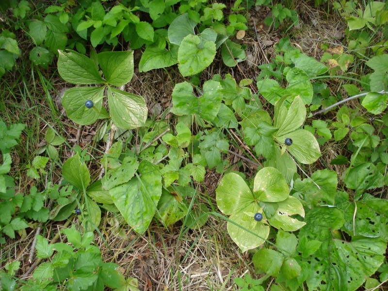 lungo la riva del  fiume Reno(CH) - Paris quadrifolia