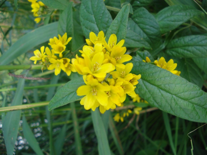 pianta palustre - Lysimachia vulgaris