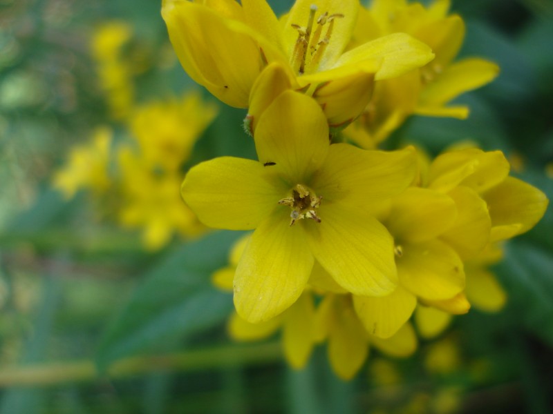 pianta palustre - Lysimachia vulgaris