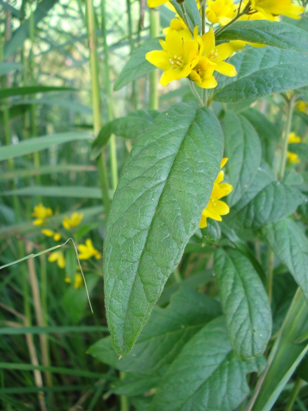 pianta palustre - Lysimachia vulgaris