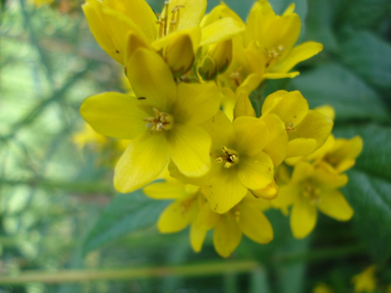 pianta palustre - Lysimachia vulgaris