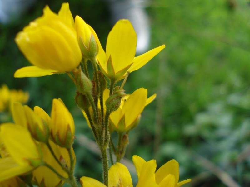 pianta palustre - Lysimachia vulgaris