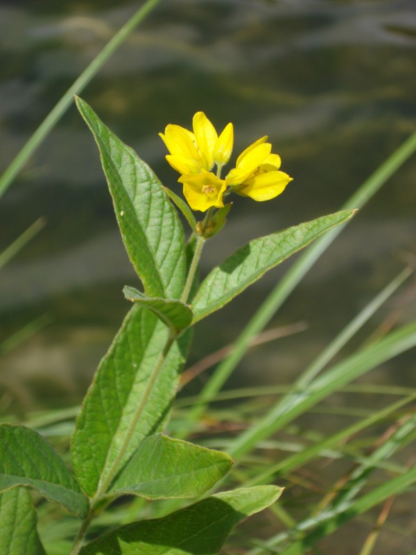 pianta palustre - Lysimachia vulgaris