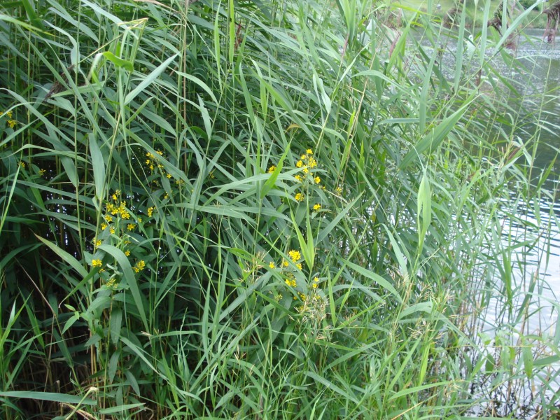 pianta palustre - Lysimachia vulgaris