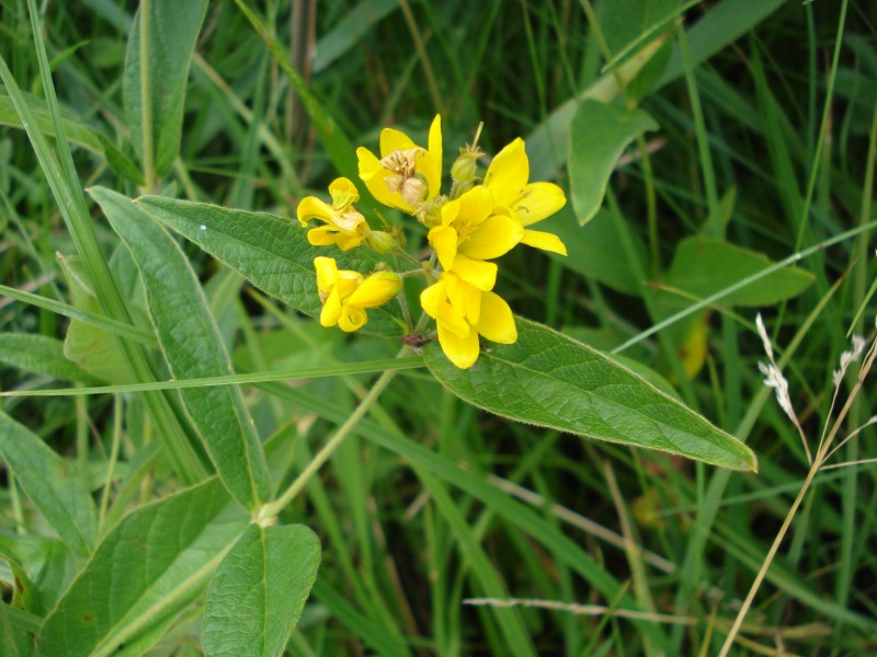 pianta palustre - Lysimachia vulgaris