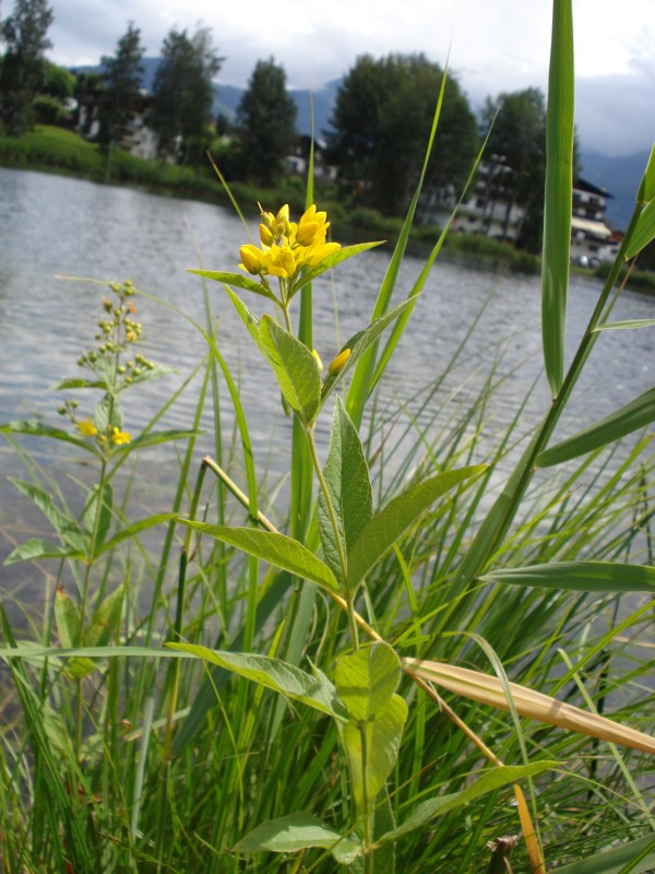 pianta palustre - Lysimachia vulgaris