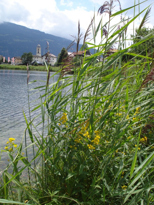 pianta palustre - Lysimachia vulgaris