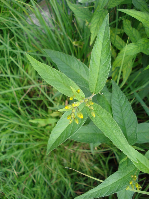 pianta palustre - Lysimachia vulgaris