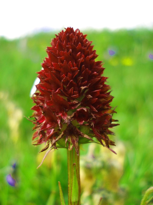 Nigritella nigra