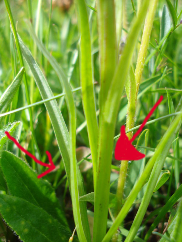 Nigritella nigra