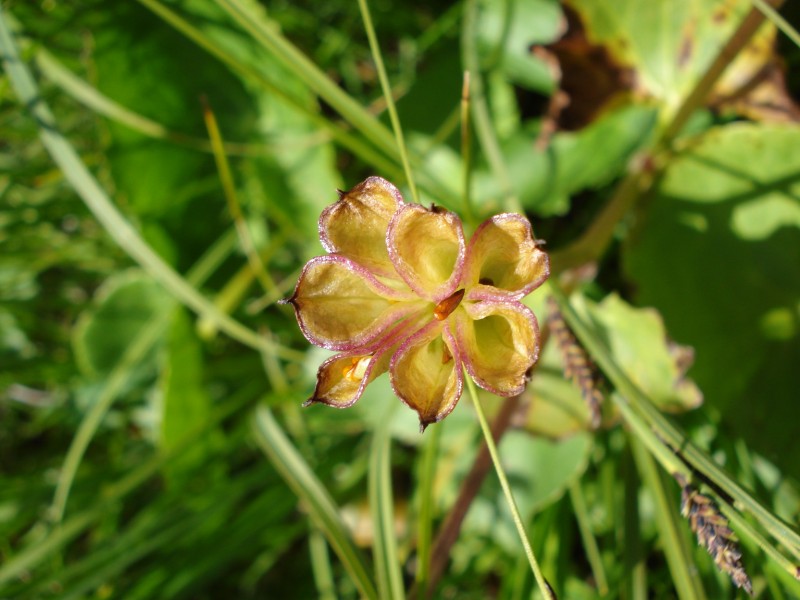 Caltha palustris / Calta palustre