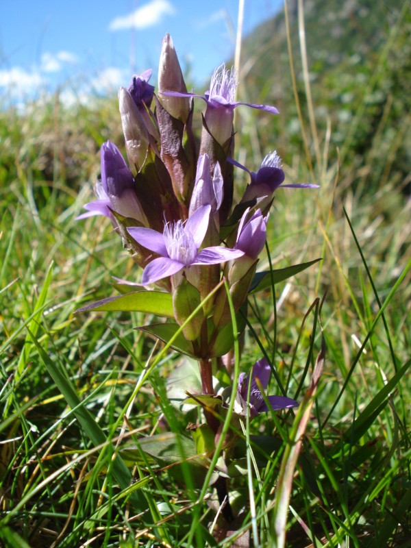 Gentiana  ramosa  ??no, Gentianella campestris