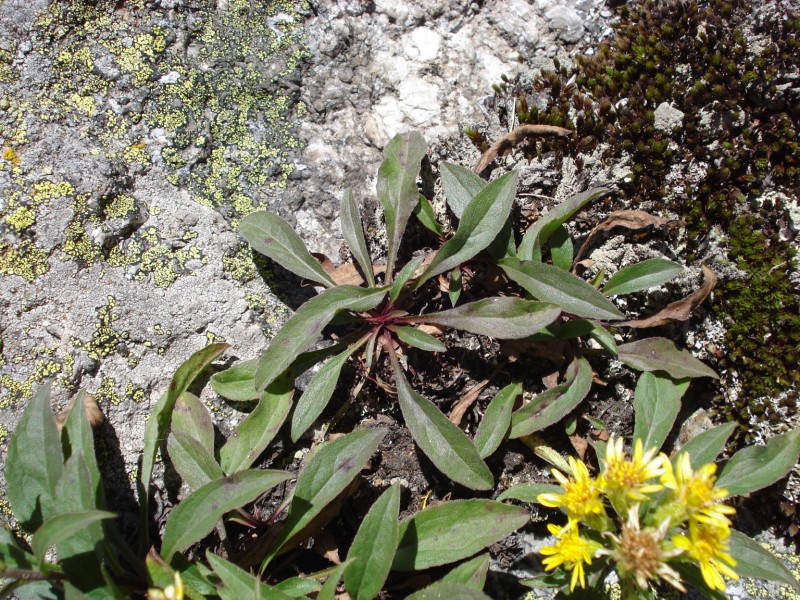 Solidago virgaurea / Verga d''oro comune