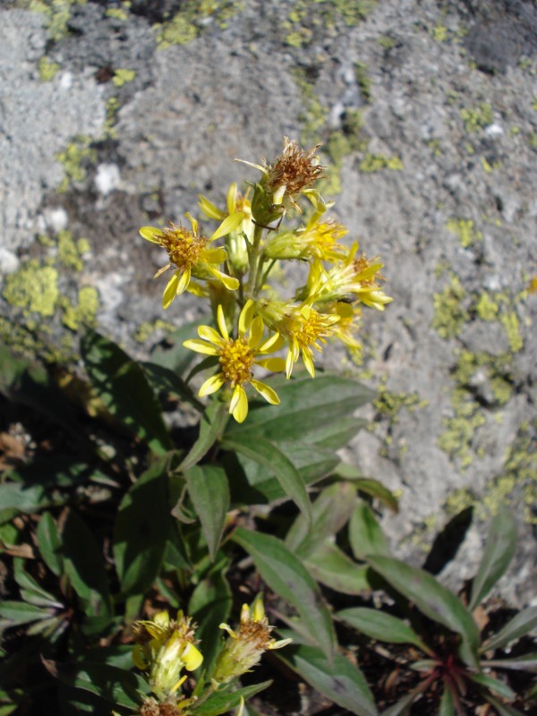 Solidago virgaurea / Verga d''oro comune