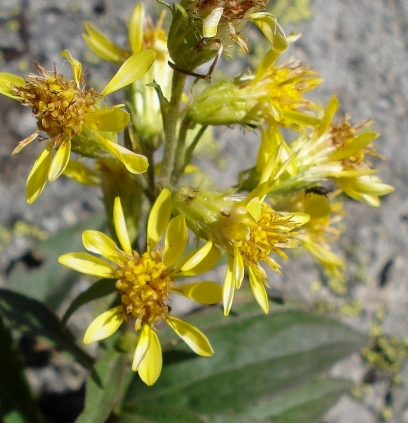 Solidago virgaurea / Verga d''oro comune