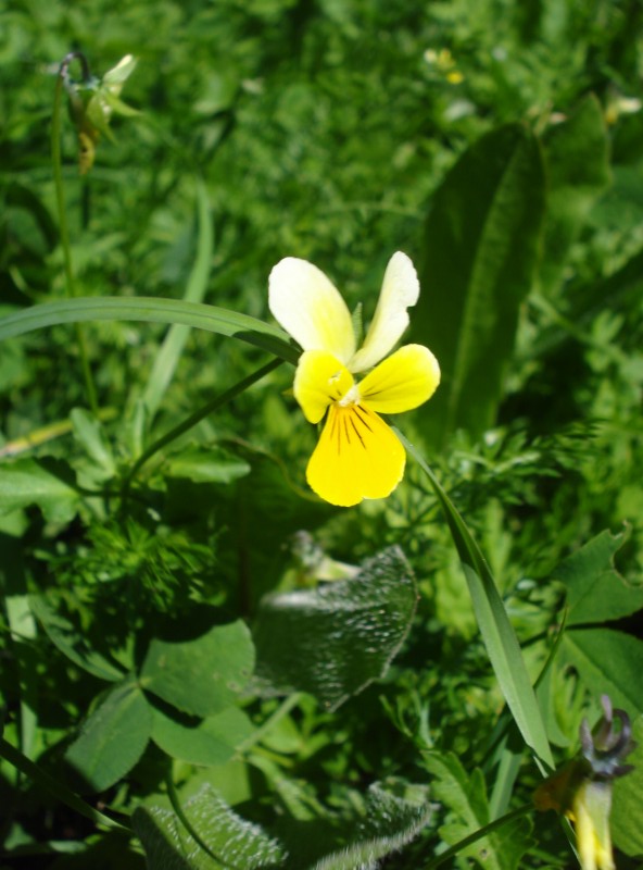 Viola tricolor/ Viola tricolore