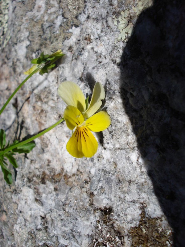 Viola tricolor/ Viola tricolore