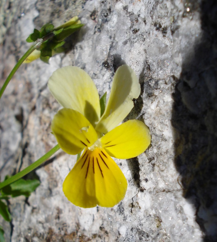 Viola tricolor/ Viola tricolore